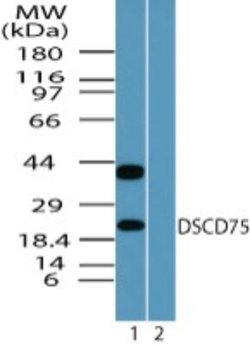 Invitrogen C8orf55 Polyclonal Antibody 100 &mu;g; Unconjugated:Antibodies,