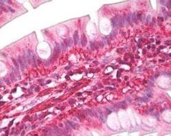 Invitrogen Latexin Polyclonal Antibody 100 &mu;g; Unconjugated:Antibodies,