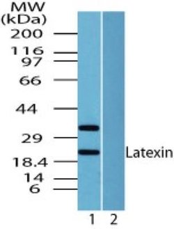 Invitrogen Latexin Polyclonal Antibody 100 &mu;g; Unconjugated:Antibodies,