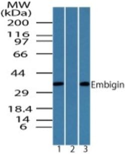 Invitrogen Embigin Polyclonal Antibody 100 &mu;g; Unconjugated:Antibodies,