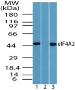Invitrogen eIF4A2 Polyclonal Antibody 100 &mu;g; Unconjugated:Antibodies,