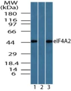 Invitrogen eIF4A2 Polyclonal Antibody 100 &mu;g; Unconjugated:Antibodies,