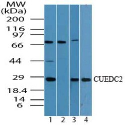 Invitrogen CUEDC2 Polyclonal Antibody 100 &mu;g | Buy Online | Invitrogen&trade; | Fisher Scientific