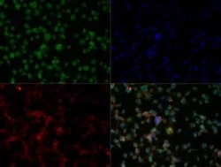 Invitrogen IKZF3 Polyclonal Antibody 100 &mu;g; Unconjugated:Antibodies,
