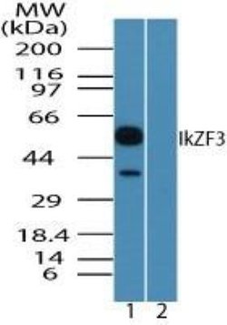 Invitrogen IKZF3 Polyclonal Antibody 100 &mu;g; Unconjugated:Antibodies,