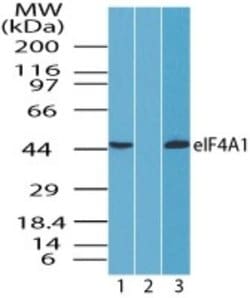 Invitrogen eIF4A1 Polyclonal Antibody 100 &mu;g; Unconjugated:Antibodies,