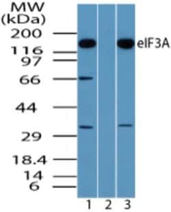 Invitrogen eIF3a Polyclonal Antibody 100 &mu;g; Unconjugated:Antibodies,