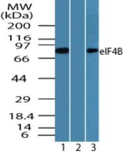 Invitrogen eIF4B Polyclonal Antibody 100 &mu;g | Buy Online | Invitrogen&trade; | Fisher Scientific