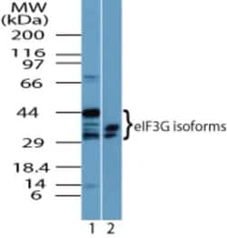 Invitrogen eIF3g Polyclonal Antibody 100 &mu;g; Unconjugated:Antibodies,