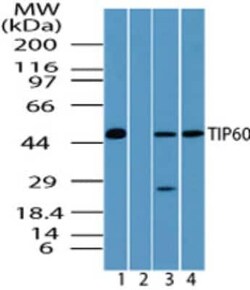 Invitrogen TIP60 Polyclonal Antibody 100 &mu;g; Unconjugated:Antibodies,