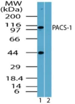Invitrogen PACS1 Polyclonal Antibody 100 &mu;g; Unconjugated:Antibodies,