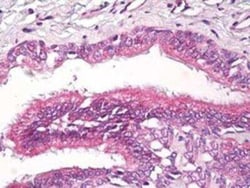 Invitrogen RAP2A Polyclonal Antibody 100 &mu;g; Unconjugated:Antibodies,