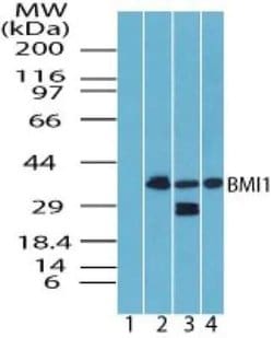 Invitrogen BMI-1 Polyclonal Antibody 100 &mu;g; Unconjugated:Antibodies,