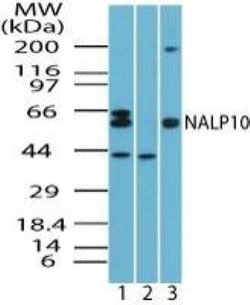 Invitrogen NALP10 Polyclonal Antibody 100 &mu;g; Unconjugated:Antibodies,