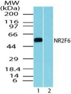 Invitrogen EAR2 Polyclonal Antibody 100 &mu;g; Unconjugated:Antibodies,