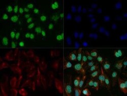 Invitrogen KLF15 Polyclonal Antibody 100 &mu;g | Buy Online | Invitrogen&trade; | Fisher Scientific