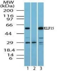 Invitrogen KLF15 Polyclonal Antibody 100 &mu;g | Buy Online | Invitrogen&trade; | Fisher Scientific