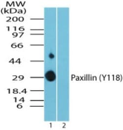 Invitrogen Phospho-Paxillin (Tyr118) Polyclonal Antibody 20 &mu;g; Unconjugated:Antibodies,