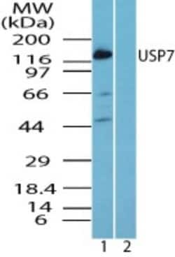 Invitrogen USP7 Polyclonal Antibody 100 &mu;g; Unconjugated:Antibodies,