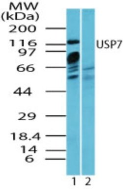 Invitrogen USP7 Polyclonal Antibody 100 &mu;g; Unconjugated:Antibodies,