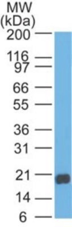 Invitrogen REG3A Polyclonal Antibody 100 &mu;g; Unconjugated:Antibodies,