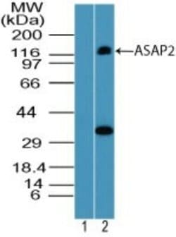 Invitrogen ASAP2 Polyclonal Antibody 100 &mu;g; Unconjugated:Antibodies,