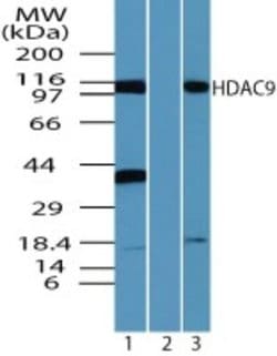 Invitrogen HDAC9 Polyclonal Antibody 100 &mu;g; Unconjugated:Antibodies,