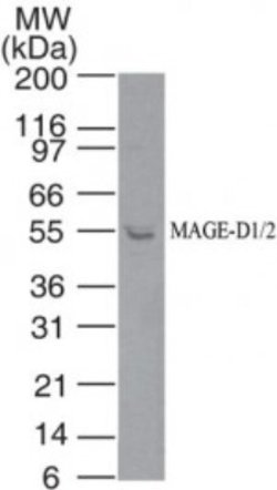 Invitrogen MAGED2 Polyclonal Antibody 100 &mu;g; Unconjugated:Antibodies,
