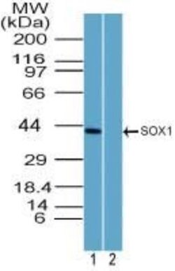 Invitrogen SOX1 Polyclonal Antibody 100 &mu;g | Buy Online | Invitrogen&trade; | Fisher Scientific