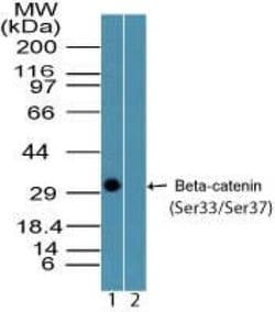 Invitrogen Phospho-beta Catenin (Ser33, Ser37) Polyclonal Antibody 20 &mu;g;