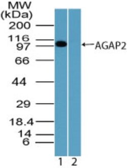 Invitrogen CENTG1 Polyclonal Antibody 100 &mu;g; Unconjugated:Antibodies,
