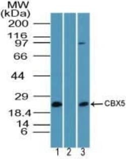 Invitrogen HP1 alpha Polyclonal Antibody 100 &mu;g | Buy Online | Invitrogen&trade; | Fisher Scientific