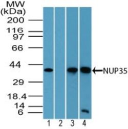 Invitrogen NUP35 Polyclonal Antibody 100 &mu;g; Unconjugated:Antibodies,
