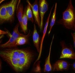 Invitrogen STING Polyclonal Antibody 100 &mu;g; Unconjugated:Antibodies,