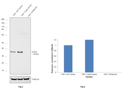 STING Polyclonal Antibody:Antibodies, Polyclonal