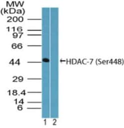 Invitrogen Phospho-HDAC7 (Ser448) Polyclonal Antibody 50 &mu;g | Buy Online | Invitrogen&trade; | Fisher Scientific