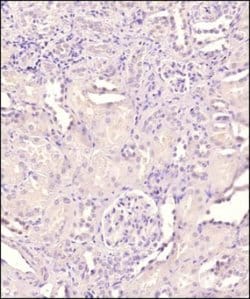 Invitrogen GATA4 Polyclonal Antibody 100 &mu;g; Unconjugated:Antibodies,
