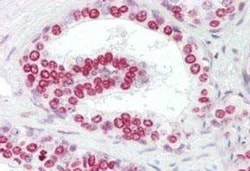 Invitrogen GATA4 Polyclonal Antibody 100 &mu;g; Unconjugated:Antibodies,