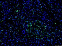 Invitrogen GATA4 Polyclonal Antibody 100 &mu;g; Unconjugated:Antibodies,