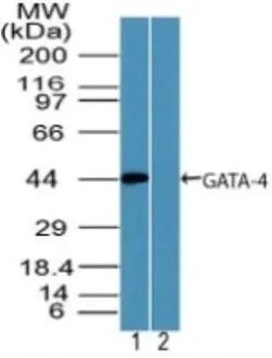 Invitrogen GATA4 Polyclonal Antibody 100 &mu;g; Unconjugated:Antibodies,