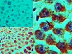 SPZ1 Polyclonal Antibody:Antibodies, Polyclonal