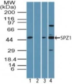 SPZ1 Polyclonal Antibody:Antibodies, Polyclonal