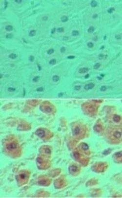 Invitrogen OCT1 (POU2F1) Polyclonal Antibody 100 &mu;g; Unconjugated:Antibodies,