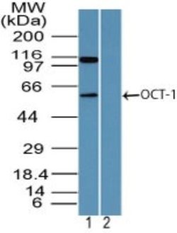 Invitrogen OCT1 (POU2F1) Polyclonal Antibody 100 &mu;g; Unconjugated:Antibodies,