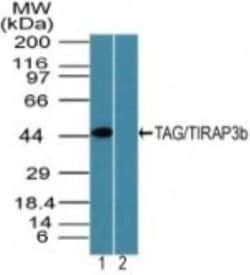 Invitrogen TICAM2 Polyclonal Antibody 100 μg; Unconjugated:Antibodies,