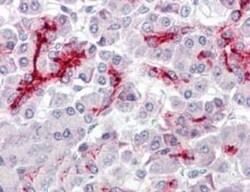 Invitrogen CDX2 Polyclonal Antibody 100 &mu;g; Unconjugated:Antibodies,