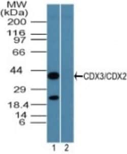 CDX2 Polyclonal Antibody:Antibodies, Polyclonal