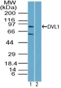 Invitrogen DVL1 Polyclonal Antibody 100 &mu;g; Unconjugated:Antibodies,