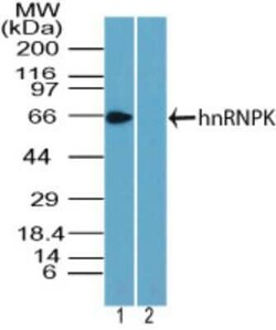 Invitrogen hnRNP K Polyclonal Antibody 100 &mu;g | Buy Online | Invitrogen&trade; | Fisher Scientific