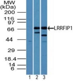 Invitrogen LRRFIP1 Polyclonal Antibody 100 &mu;g | Buy Online | Invitrogen&trade; | Fisher Scientific